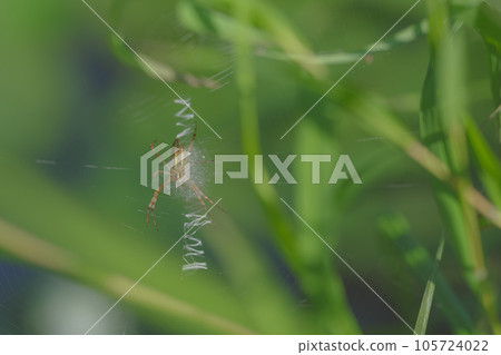 Argiope spider 105724022