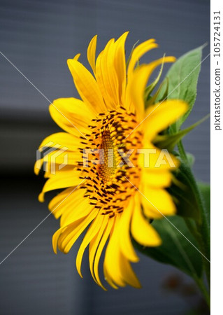 盛夏陽光明媚的早晨的向日葵 盛夏陽光明媚的早晨的向日葵 105724131