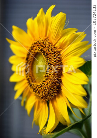 盛夏陽光明媚的早晨的向日葵 盛夏陽光明媚的早晨的向日葵 105724132