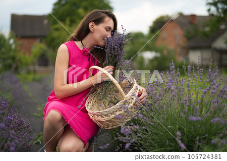 a beautiful girl in a pink dress collects lavender flowers in a basket in the garden a beautiful girl in a pink dress collects lavender flowers in a basket in the garden 105724381