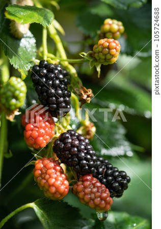 delicious and juicy blackberry fruits on a bush in the garden delicious and juicy blackberry fruits on a bush in the garden 105724688