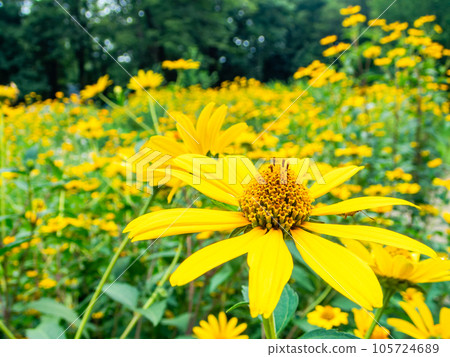 Beautiful early summer flowers taken with a diagonal fisheye lens Yellow chrysanthemum flower field Beautiful early summer flowers taken with a diagonal fisheye lens Yellow chrysanthemum flower field 105724689
