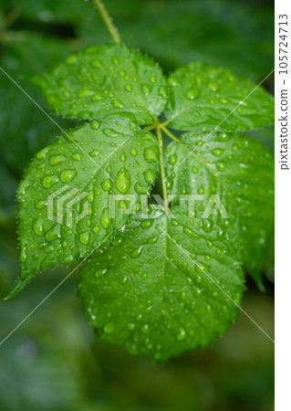 beautiful droplets after rain on a green leaf beautiful droplets after rain on a green leaf 105724713