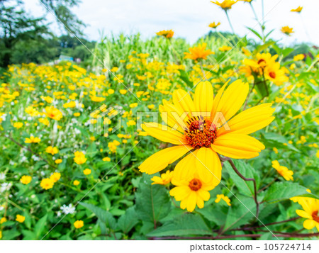 Beautiful early summer flowers taken with a diagonal fisheye lens Yellow chrysanthemum flower field Beautiful early summer flowers taken with a diagonal fisheye lens Yellow chrysanthemum flower field 105724714