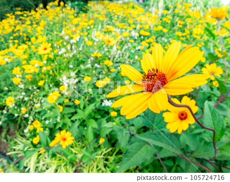 Beautiful early summer flowers taken with a diagonal fisheye lens Yellow chrysanthemum flower field Beautiful early summer flowers taken with a diagonal fisheye lens Yellow chrysanthemum flower field 105724716