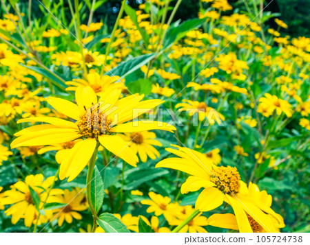 Beautiful early summer flowers taken with a diagonal fisheye lens Yellow chrysanthemum flower field 105724738