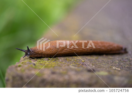 close-up of a Spanish snail (Arion vulgaris) outdoors 105724756