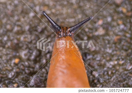 close-up of a Spanish snail (Arion vulgaris) outdoors 105724777