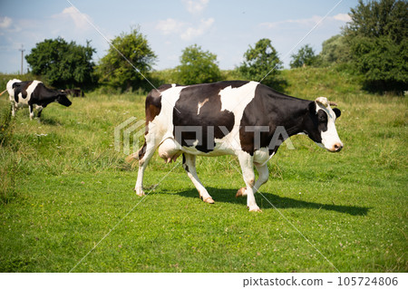 a beautiful black and white cow is grazing on a pasture a beautiful black and white cow is grazing on a pasture 105724806