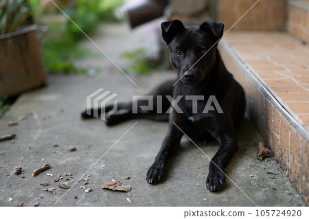 beautiful young black dog resting in the courtyard beautiful young black dog resting in the courtyard 105724920