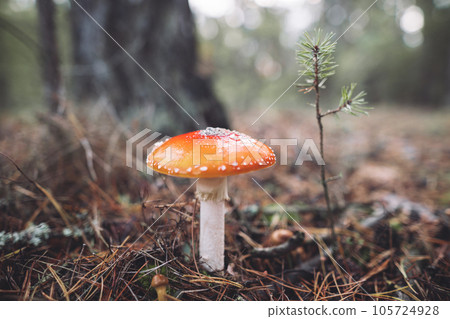a beautiful red spotted amanita mushroom grows in the autumn forest. a beautiful red spotted amanita mushroom grows in the autumn forest. 105724928