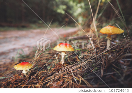 a beautiful red spotted amanita mushroom grows in the autumn forest. a beautiful red spotted amanita mushroom grows in the autumn forest. 105724943