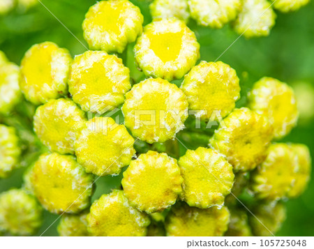 Flower bed in early summer Cute little yellow flowers 105725048