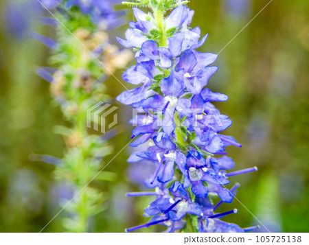 Cute flowers of early summer Purple royal candles 105725138