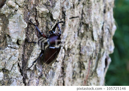 棲息在以夏季酷熱而聞名的鳩山町愛國鄉的樹林中的雄性犀牛甲蟲。 105725146