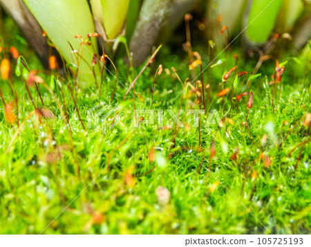 A microscopic world, a close-up of moss that looks like a tropical jungle 105725193