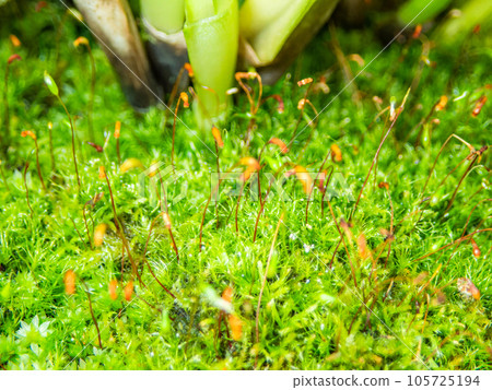 A microscopic world, a close-up of moss that looks like a tropical jungle 105725194