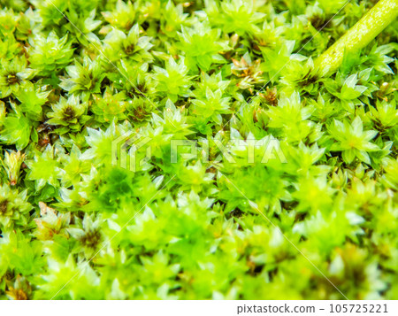 微觀世界，苔蘚特寫，看起來像熱帶叢林 105725221