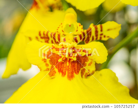 Fascinating and magical close-ups of orchids Fascinating and magical close-ups of orchids 105725257