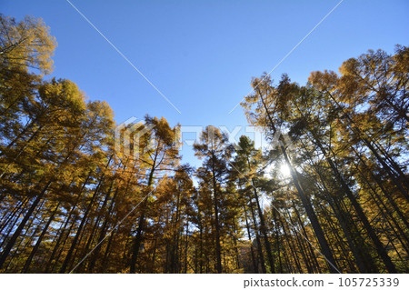 Autumn leaves Metasequoia row of trees 105725339