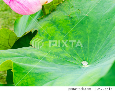 Water accumulated in lotus leaf due to lotus effect 105725617