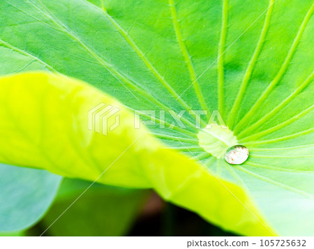Water accumulated in lotus leaf due to lotus effect 105725632