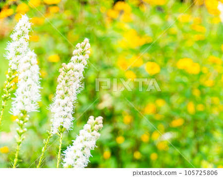 初夏美麗的花朵 白色藤蔓的嬌嫩花朵 105725806