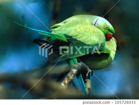 India, a paradise for wild birds. Rose-ringed parakeet (mating) 105726033