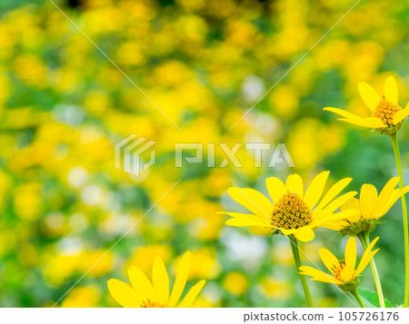 Beautiful flowers in early summer Yellow chrysanthemum flower field Beautiful flowers in early summer Yellow chrysanthemum flower field 105726176