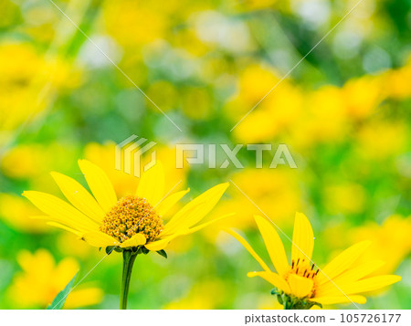 Beautiful flowers in early summer Yellow chrysanthemum flower field Beautiful flowers in early summer Yellow chrysanthemum flower field 105726177