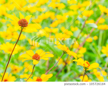 Beautiful flowers in early summer Yellow chrysanthemum flower field Beautiful flowers in early summer Yellow chrysanthemum flower field 105726184