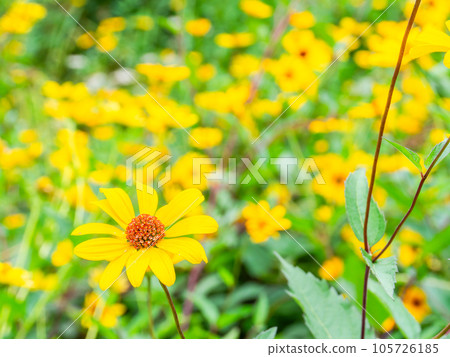 Beautiful flowers in early summer Yellow chrysanthemum flower field Beautiful flowers in early summer Yellow chrysanthemum flower field 105726185