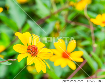 Beautiful flowers in early summer Yellow chrysanthemum flower field Beautiful flowers in early summer Yellow chrysanthemum flower field 105726189
