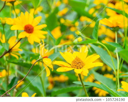 Beautiful flowers in early summer Yellow chrysanthemum flower field Beautiful flowers in early summer Yellow chrysanthemum flower field 105726190