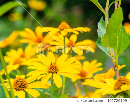 Beautiful flowers in early summer Yellow chrysanthemum flower field Beautiful flowers in early summer Yellow chrysanthemum flower field 105726199