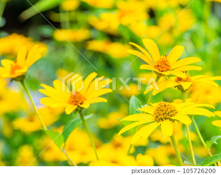 Beautiful flowers in early summer Yellow chrysanthemum flower field Beautiful flowers in early summer Yellow chrysanthemum flower field 105726200