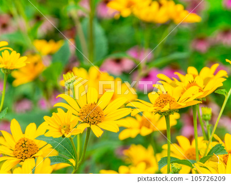 初夏美麗的花朵黃色菊花花田 初夏美麗的花朵黃色菊花花田 105726209