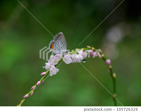 Corbicula sucking nectar from Sakuratade 105726329