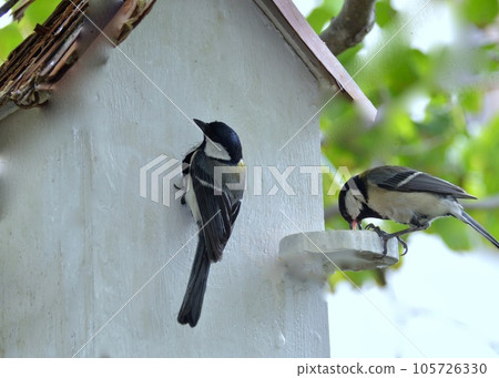 一隻山雀檢查鳥舍以撫養其孩子。 105726330