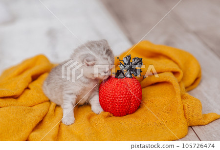 Cute Kitten of the British breed next to an orange pumpkin on a yellow blanket sits and watches. High quality photo 105726474