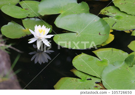 整齊潔白的睡蓮花 105726650