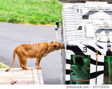 Relaxing figure of the lions snuggling up to the lion bus Relaxing figure of the lions snuggling up to the lion bus 105726926