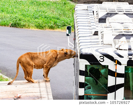 Relaxing figure of the lions snuggling up to the lion bus Relaxing figure of the lions snuggling up to the lion bus 105726927
