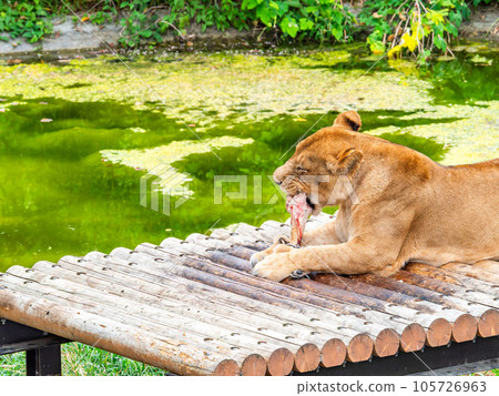 獅子悠閒地咀嚼著自己最喜歡的骨頭 獅子悠閒地咀嚼著自己最喜歡的骨頭 105726963