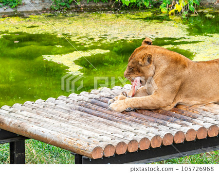 The relaxed figure of the lions chewing on their favorite bones 105726968