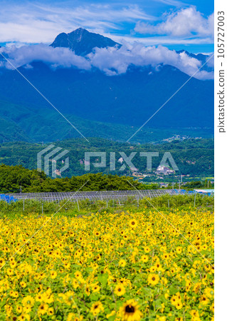 Akeno的向日葵領域 105727003