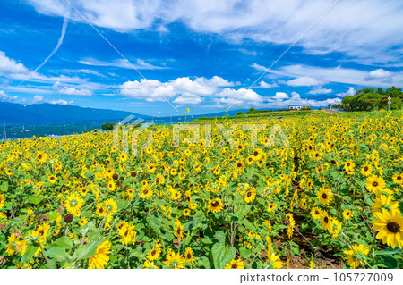 Akeno的向日葵領域 105727009