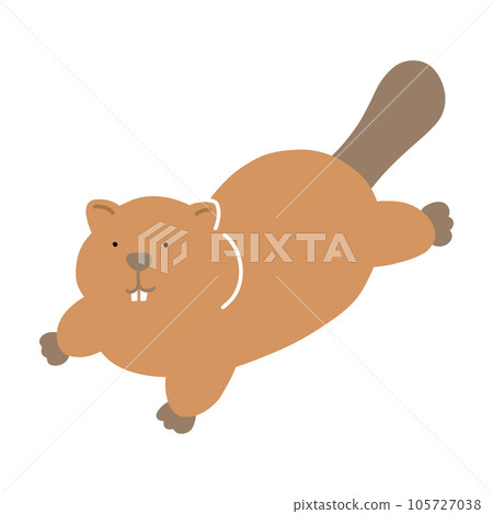 beaver swimming 105727038