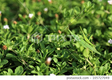 長鼻蝗棲息在以酷暑聞名的鳩山町的林地裡，棲息在岩垂莊上。 105727049