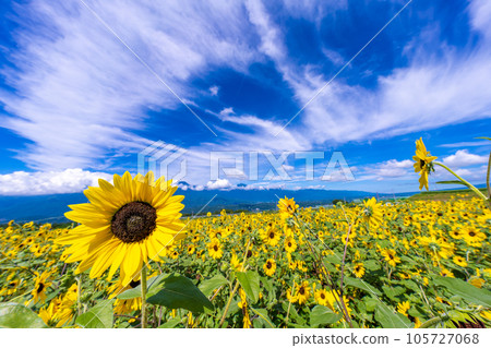 A sunflower field of Akeno A sunflower field of Akeno 105727068